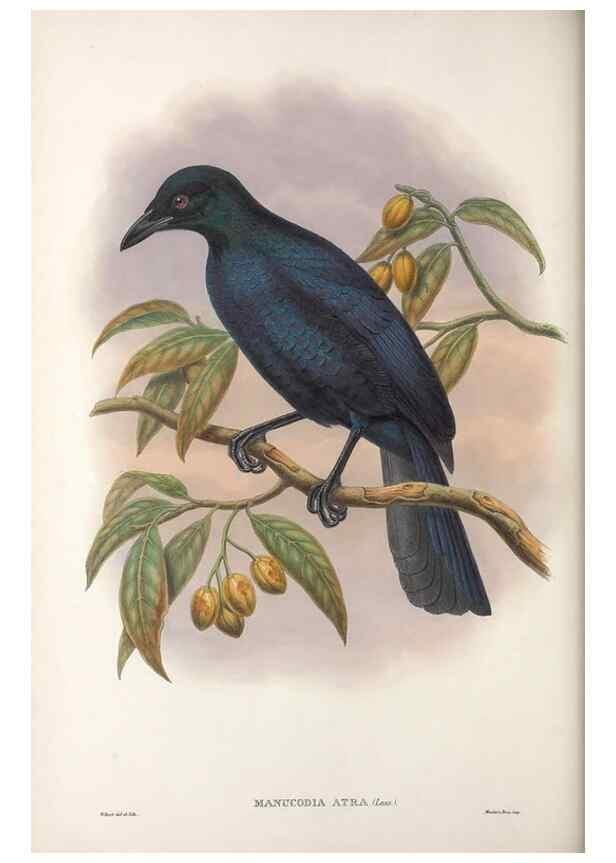 Reproducción/Reproduction 48367262296: Monograph of the Paradiseidae, or birds of paradise and Ptilonorhynchidae, or bower-birds.. London :H. Sotheran & Co.,1891-98.. 