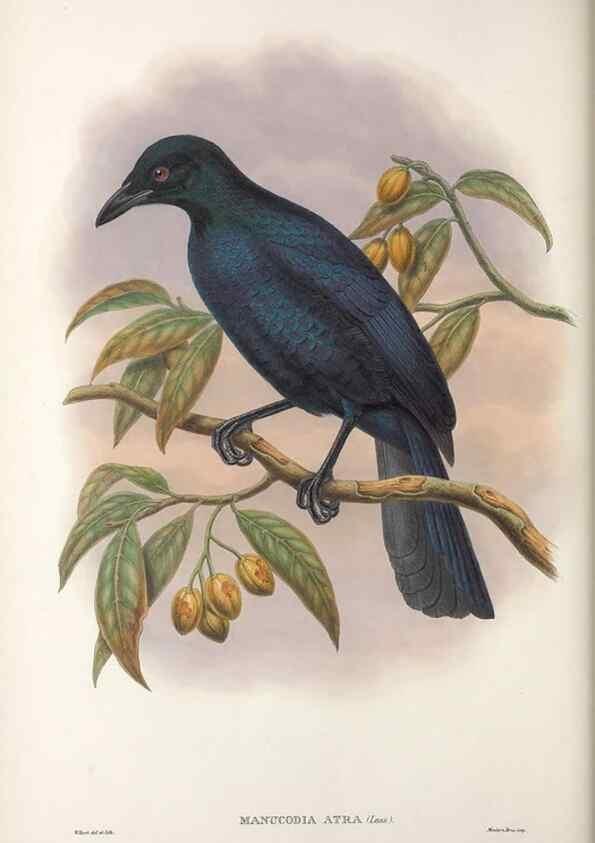 Reproducción/Reproduction 48367262296: Monograph of the Paradiseidae, or birds of paradise and Ptilonorhynchidae, or bower-birds.. London :H. Sotheran & Co.,1891-98.. 