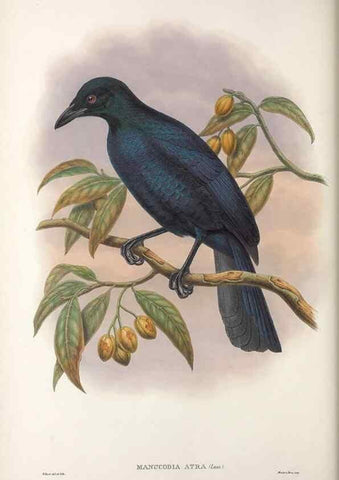 Reproducción/Reproduction 48367262296: Monograph of the Paradiseidae, or birds of paradise and Ptilonorhynchidae, or bower-birds.. London :H. Sotheran & Co.,1891-98.. 