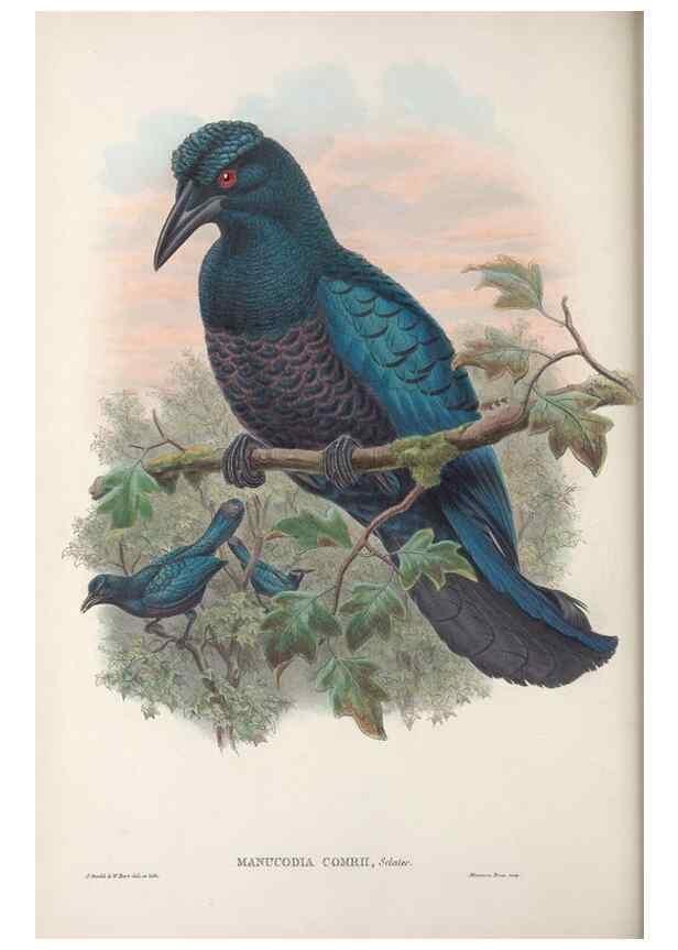 Reproducción/Reproduction 48367399422: Monograph of the Paradiseidae, or birds of paradise and Ptilonorhynchidae, or bower-birds.. London :H. Sotheran & Co.,1891-98.. 