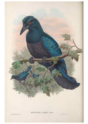 Reproducción/Reproduction 48367399422: Monograph of the Paradiseidae, or birds of paradise and Ptilonorhynchidae, or bower-birds.. London :H. Sotheran & Co.,1891-98.. 