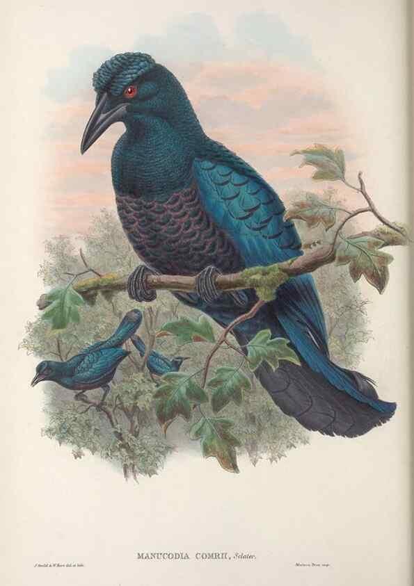 Reproducción/Reproduction 48367399422: Monograph of the Paradiseidae, or birds of paradise and Ptilonorhynchidae, or bower-birds.. London :H. Sotheran & Co.,1891-98.. 