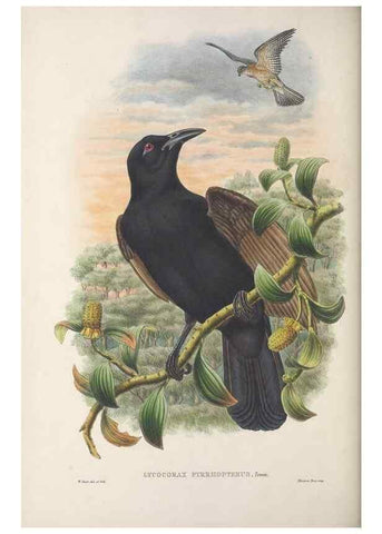 Reproducción/Reproduction 48367263471: Monograph of the Paradiseidae, or birds of paradise and Ptilonorhynchidae, or bower-birds.. London :H. Sotheran & Co.,1891-98.. 