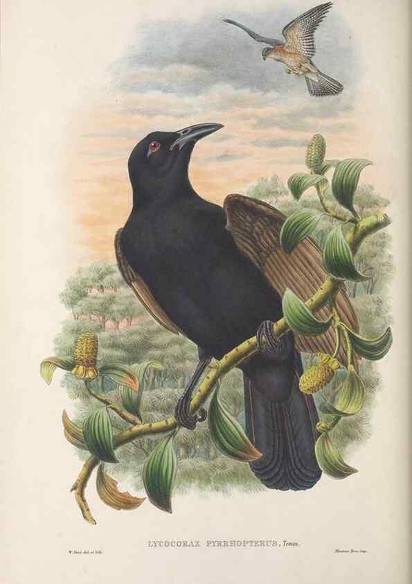 Reproducción/Reproduction 48367263471: Monograph of the Paradiseidae, or birds of paradise and Ptilonorhynchidae, or bower-birds.. London :H. Sotheran & Co.,1891-98.. 