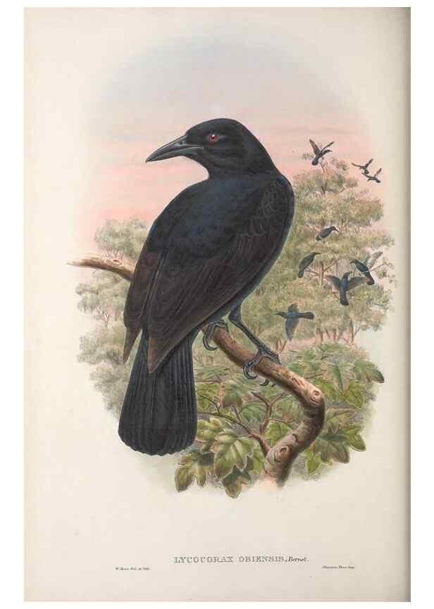 Reproducción/Reproduction 48367264226: Monograph of the Paradiseidae, or birds of paradise and Ptilonorhynchidae, or bower-birds.. London :H. Sotheran & Co.,1891-98.. 