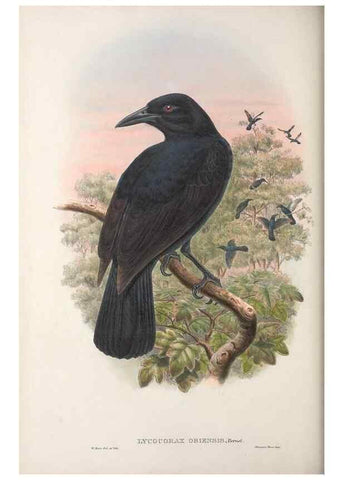 Reproducción/Reproduction 48367264226: Monograph of the Paradiseidae, or birds of paradise and Ptilonorhynchidae, or bower-birds.. London :H. Sotheran & Co.,1891-98.. 