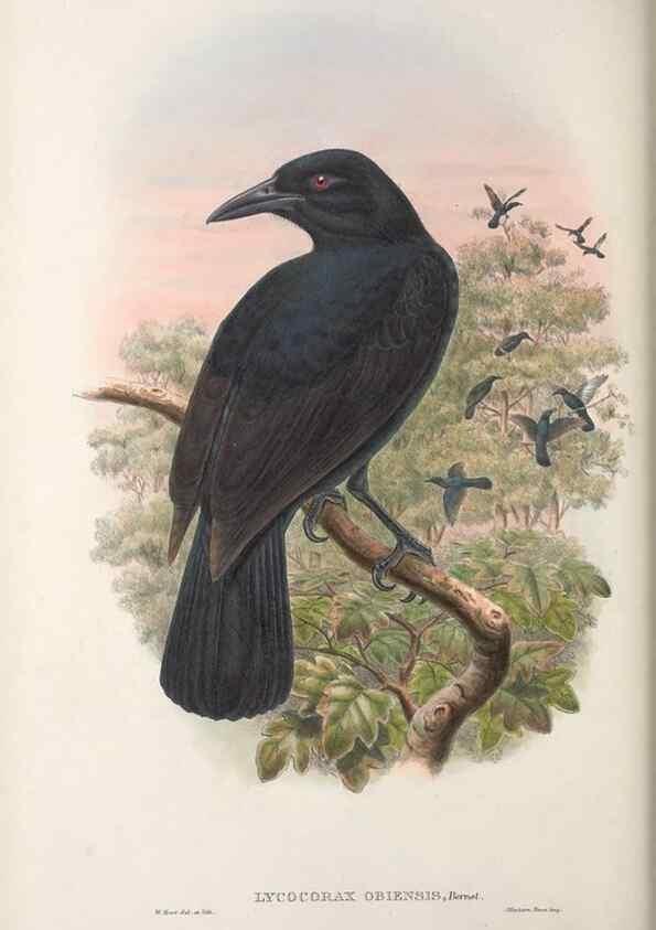 Reproducción/Reproduction 48367264226: Monograph of the Paradiseidae, or birds of paradise and Ptilonorhynchidae, or bower-birds.. London :H. Sotheran & Co.,1891-98.. 