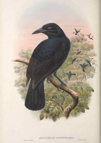 Reproducción/Reproduction 48367264226: Monograph of the Paradiseidae, or birds of paradise and Ptilonorhynchidae, or bower-birds.. London :H. Sotheran & Co.,1891-98.. 