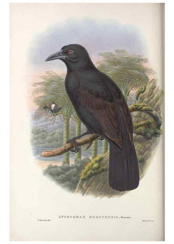 Reproducción/Reproduction 48367401282: Monograph of the Paradiseidae, or birds of paradise and Ptilonorhynchidae, or bower-birds.. London :H. Sotheran & Co.,1891-98.. 