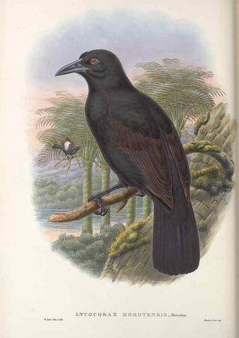 Reproducción/Reproduction 48367401282: Monograph of the Paradiseidae, or birds of paradise and Ptilonorhynchidae, or bower-birds.. London :H. Sotheran & Co.,1891-98.. 