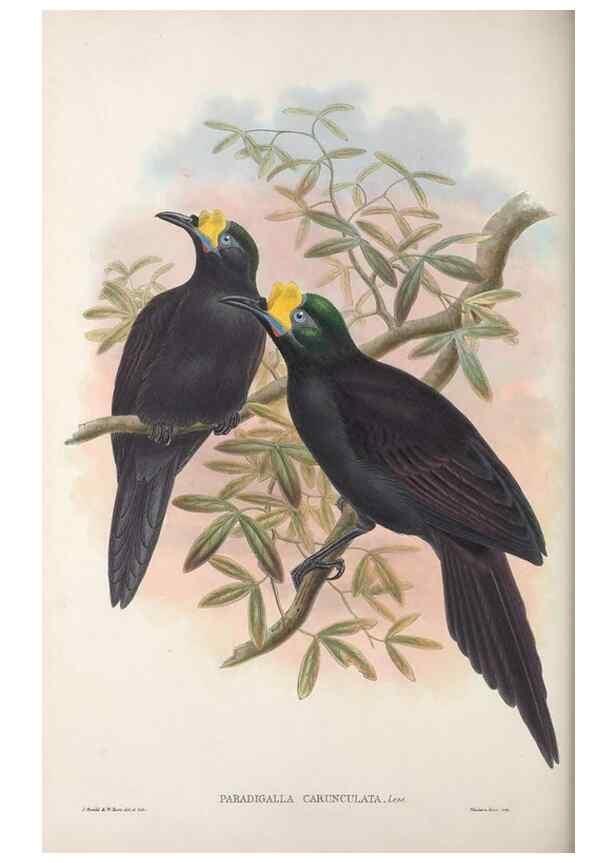 Reproducción/Reproduction 48367401932: Monograph of the Paradiseidae, or birds of paradise and Ptilonorhynchidae, or bower-birds.. London :H. Sotheran & Co.,1891-98.. 