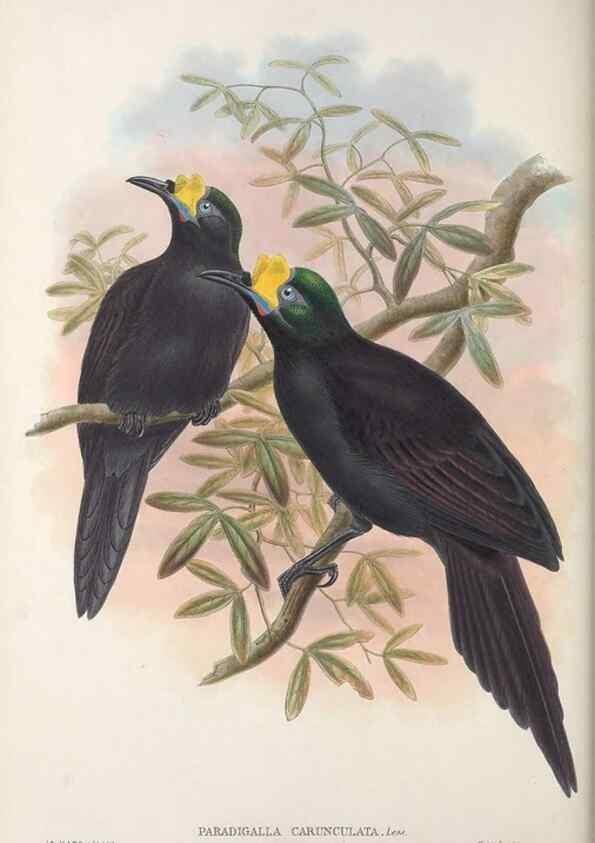 Reproducción/Reproduction 48367401932: Monograph of the Paradiseidae, or birds of paradise and Ptilonorhynchidae, or bower-birds.. London :H. Sotheran & Co.,1891-98.. 