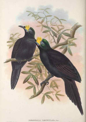 Reproducción/Reproduction 48367401932: Monograph of the Paradiseidae, or birds of paradise and Ptilonorhynchidae, or bower-birds.. London :H. Sotheran & Co.,1891-98.. 