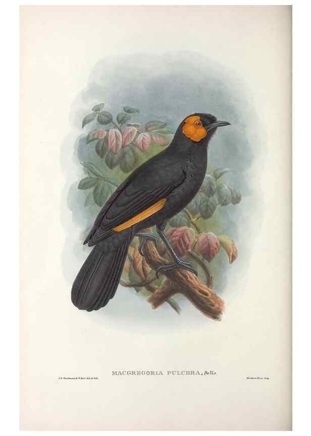 Reproducción/Reproduction 48367402422: Monograph of the Paradiseidae, or birds of paradise and Ptilonorhynchidae, or bower-birds.. London :H. Sotheran & Co.,1891-98.. 