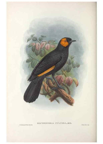Reproducción/Reproduction 48367402422: Monograph of the Paradiseidae, or birds of paradise and Ptilonorhynchidae, or bower-birds.. London :H. Sotheran & Co.,1891-98.. 