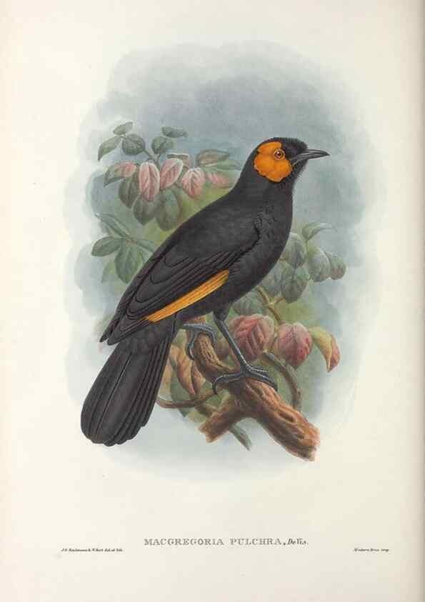Reproducción/Reproduction 48367402422: Monograph of the Paradiseidae, or birds of paradise and Ptilonorhynchidae, or bower-birds.. London :H. Sotheran & Co.,1891-98.. 