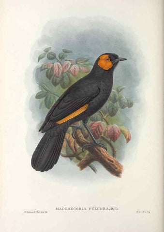 Reproducción/Reproduction 48367402422: Monograph of the Paradiseidae, or birds of paradise and Ptilonorhynchidae, or bower-birds.. London :H. Sotheran & Co.,1891-98.. 