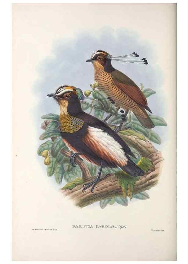 Reproducción/Reproduction 48367403877: Monograph of the Paradiseidae, or birds of paradise and Ptilonorhynchidae, or bower-birds.. London :H. Sotheran & Co.,1891-98.. 