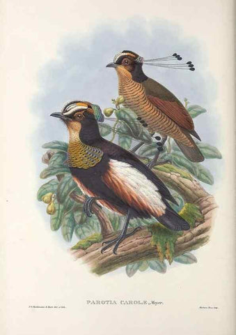 Reproducción/Reproduction 48367403877: Monograph of the Paradiseidae, or birds of paradise and Ptilonorhynchidae, or bower-birds.. London :H. Sotheran & Co.,1891-98.. 