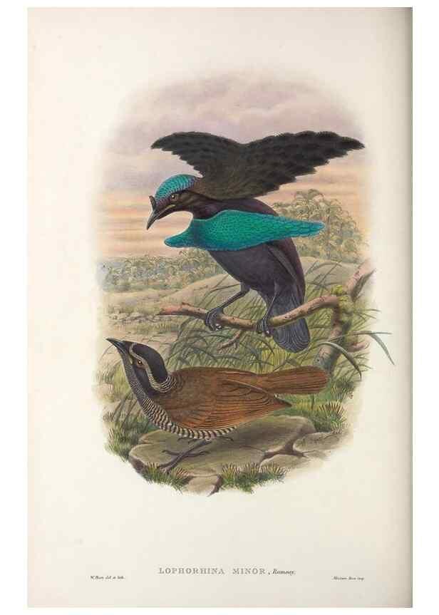 Reproducción/Reproduction 48367404917: Monograph of the Paradiseidae, or birds of paradise and Ptilonorhynchidae, or bower-birds.. London :H. Sotheran & Co.,1891-98.. 