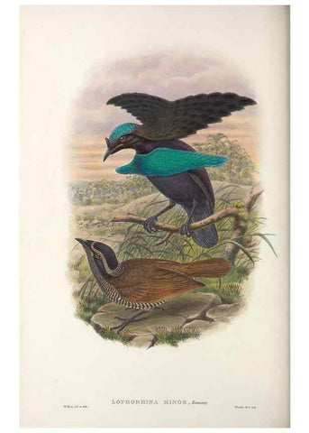 Reproducción/Reproduction 48367404917: Monograph of the Paradiseidae, or birds of paradise and Ptilonorhynchidae, or bower-birds.. London :H. Sotheran & Co.,1891-98.. 