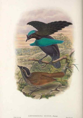 Reproducción/Reproduction 48367404917: Monograph of the Paradiseidae, or birds of paradise and Ptilonorhynchidae, or bower-birds.. London :H. Sotheran & Co.,1891-98.. 