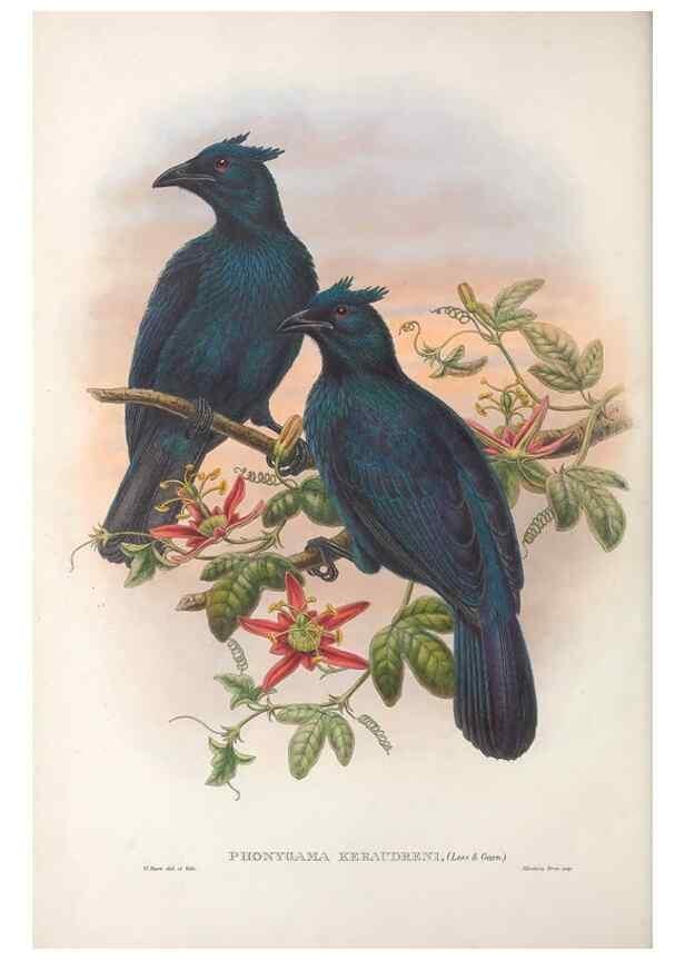 Reproducción/Reproduction 48367260216: Monograph of the Paradiseidae, or birds of paradise and Ptilonorhynchidae, or bower-birds.. London :H. Sotheran & Co.,1891-98.. 