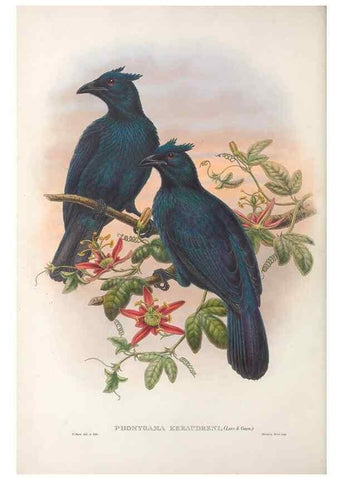 Reproducción/Reproduction 48367260216: Monograph of the Paradiseidae, or birds of paradise and Ptilonorhynchidae, or bower-birds.. London :H. Sotheran & Co.,1891-98.. 
