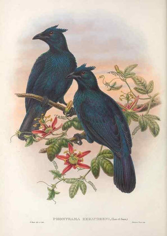 Reproducción/Reproduction 48367260216: Monograph of the Paradiseidae, or birds of paradise and Ptilonorhynchidae, or bower-birds.. London :H. Sotheran & Co.,1891-98.. 