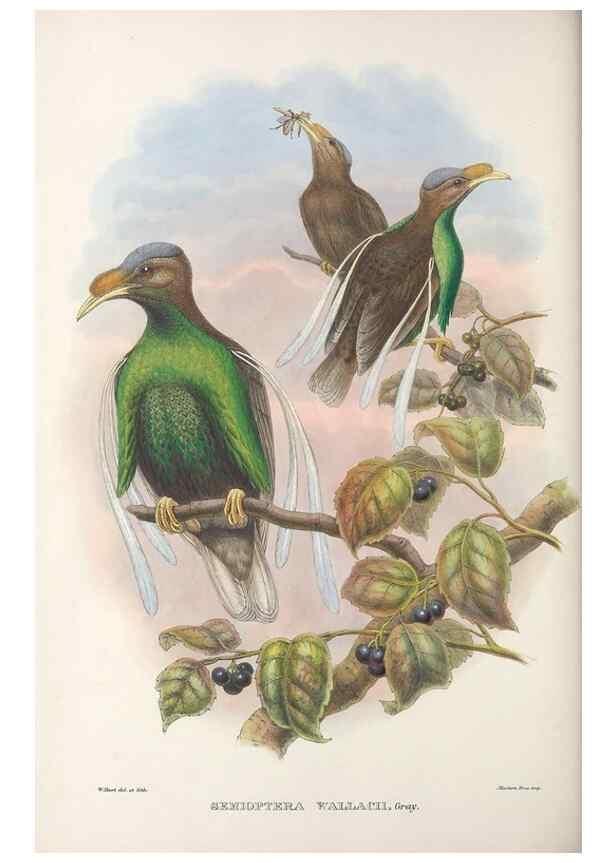 Reproducción/Reproduction 48367223126: Monograph of the Paradiseidae, or birds of paradise and Ptilonorhynchidae, or bower-birds.. London :H. Sotheran & Co.,1891-98.. 