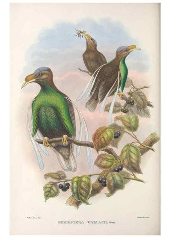Reproducción/Reproduction 48367223126: Monograph of the Paradiseidae, or birds of paradise and Ptilonorhynchidae, or bower-birds.. London :H. Sotheran & Co.,1891-98.. 
