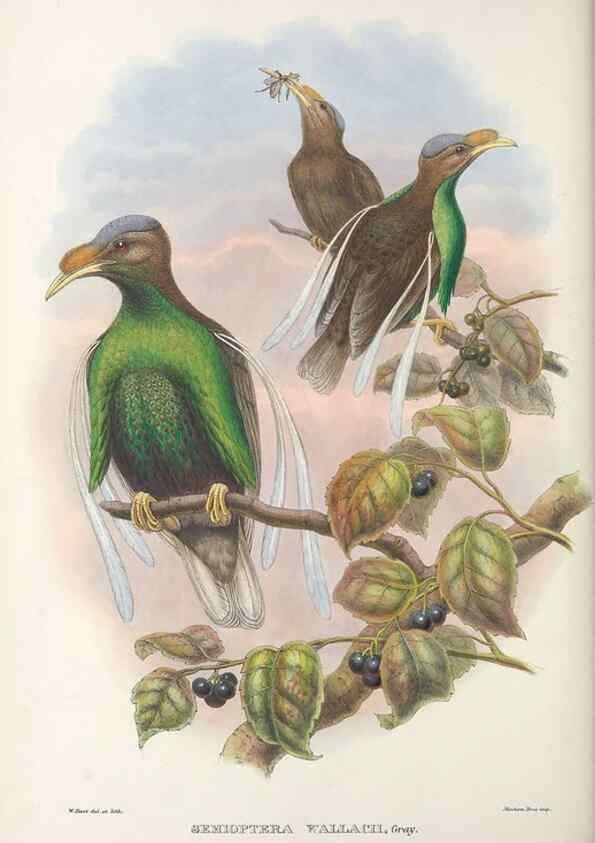 Reproducción/Reproduction 48367223126: Monograph of the Paradiseidae, or birds of paradise and Ptilonorhynchidae, or bower-birds.. London :H. Sotheran & Co.,1891-98.. 