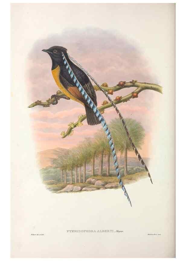 Reproducción/Reproduction 48367359062: Monograph of the Paradiseidae, or birds of paradise and Ptilonorhynchidae, or bower-birds.. London :H. Sotheran & Co.,1891-98.. 