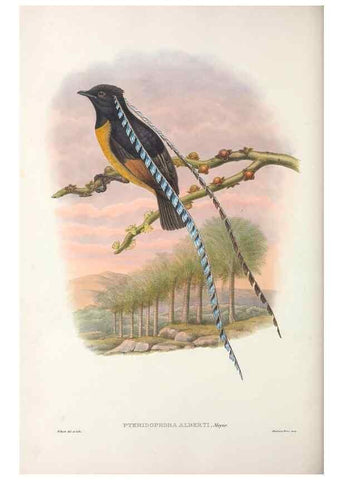 Reproducción/Reproduction 48367359062: Monograph of the Paradiseidae, or birds of paradise and Ptilonorhynchidae, or bower-birds.. London :H. Sotheran & Co.,1891-98.. 