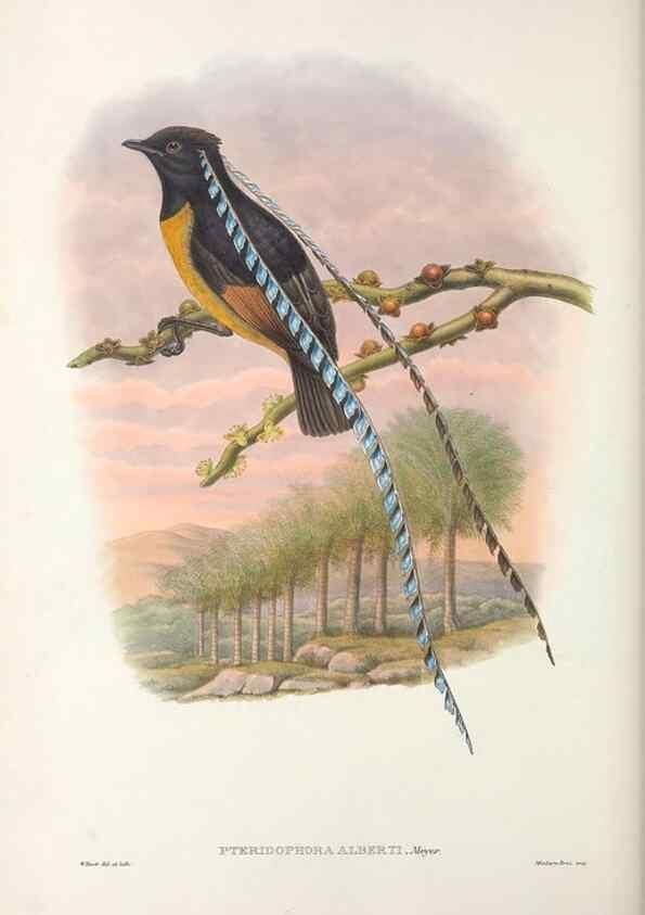 Reproducción/Reproduction 48367359062: Monograph of the Paradiseidae, or birds of paradise and Ptilonorhynchidae, or bower-birds.. London :H. Sotheran & Co.,1891-98.. 