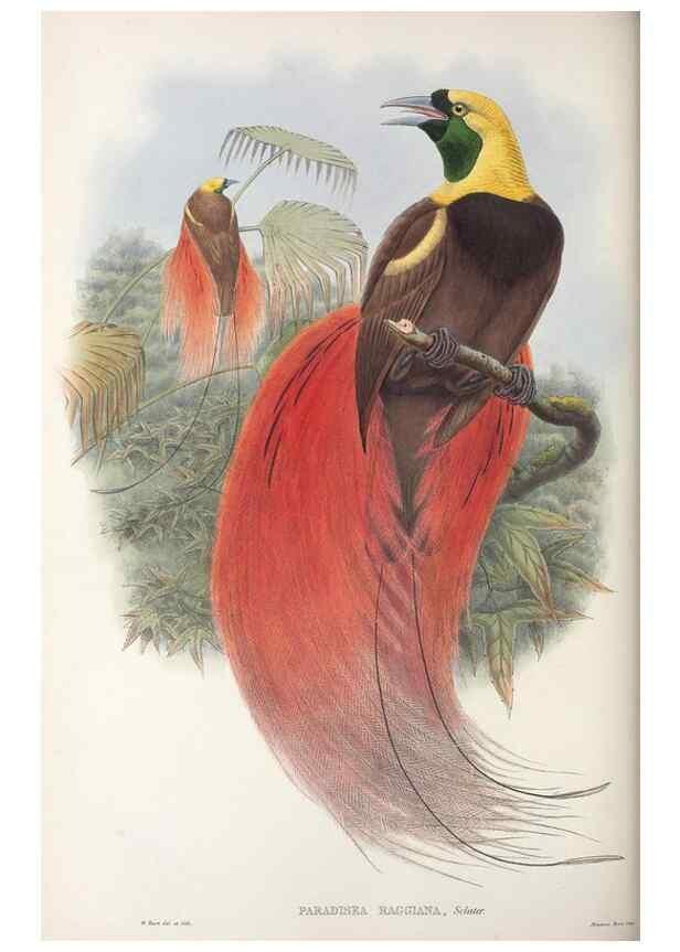 Reproducción/Reproduction 48367350107: Monograph of the Paradiseidae, or birds of paradise and Ptilonorhynchidae, or bower-birds.. London :H. Sotheran & Co.,1891-98.. 