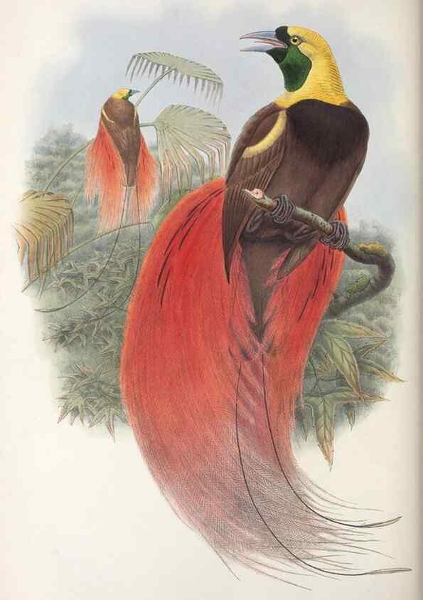 Reproducción/Reproduction 48367350107: Monograph of the Paradiseidae, or birds of paradise and Ptilonorhynchidae, or bower-birds.. London :H. Sotheran & Co.,1891-98.. 