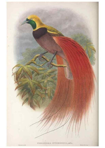 Reproducción/Reproduction 48367351167: Monograph of the Paradiseidae, or birds of paradise and Ptilonorhynchidae, or bower-birds.. London :H. Sotheran & Co.,1891-98.. 