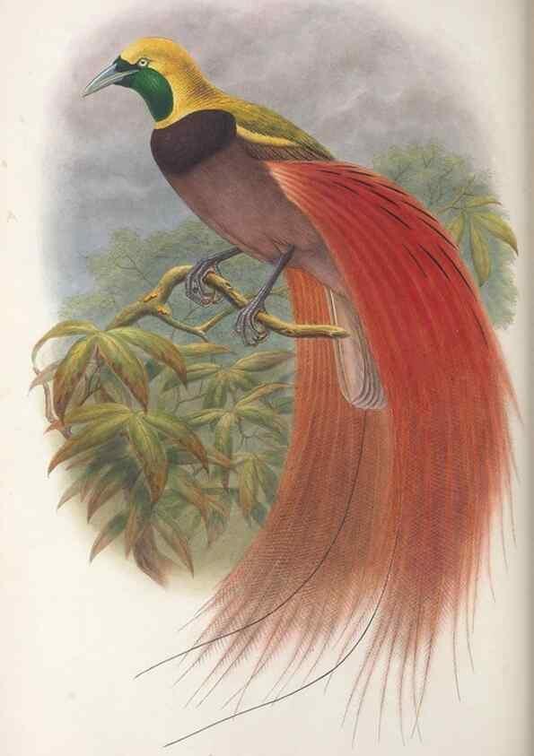 Reproducción/Reproduction 48367351167: Monograph of the Paradiseidae, or birds of paradise and Ptilonorhynchidae, or bower-birds.. London :H. Sotheran & Co.,1891-98.. 