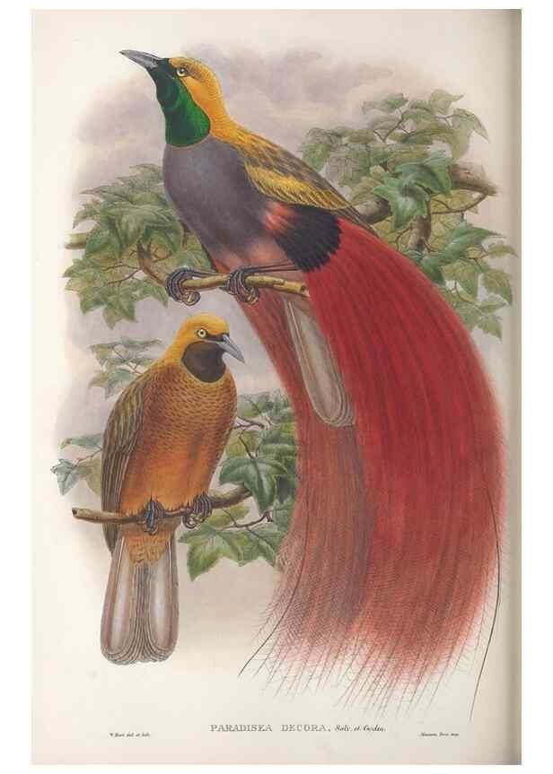 Reproducción/Reproduction 48367215301: Monograph of the Paradiseidae, or birds of paradise and Ptilonorhynchidae, or bower-birds.. London :H. Sotheran & Co.,1891-98.. 