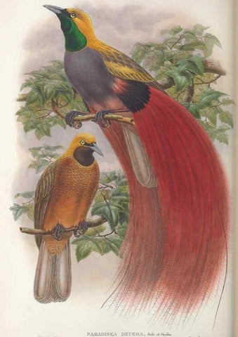 Reproducción/Reproduction 48367215301: Monograph of the Paradiseidae, or birds of paradise and Ptilonorhynchidae, or bower-birds.. London :H. Sotheran & Co.,1891-98.. 