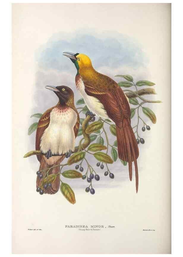 Reproducción/Reproduction 48367216186: Monograph of the Paradiseidae, or birds of paradise and Ptilonorhynchidae, or bower-birds.. London :H. Sotheran & Co.,1891-98.. 