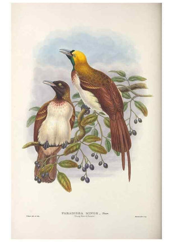 Reproducción/Reproduction 48367216186: Monograph of the Paradiseidae, or birds of paradise and Ptilonorhynchidae, or bower-birds.. London :H. Sotheran & Co.,1891-98.. 