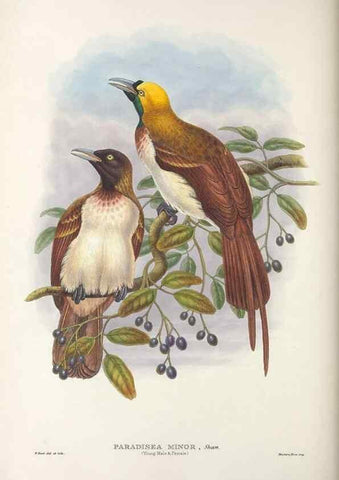 Reproducción/Reproduction 48367216186: Monograph of the Paradiseidae, or birds of paradise and Ptilonorhynchidae, or bower-birds.. London :H. Sotheran & Co.,1891-98.. 