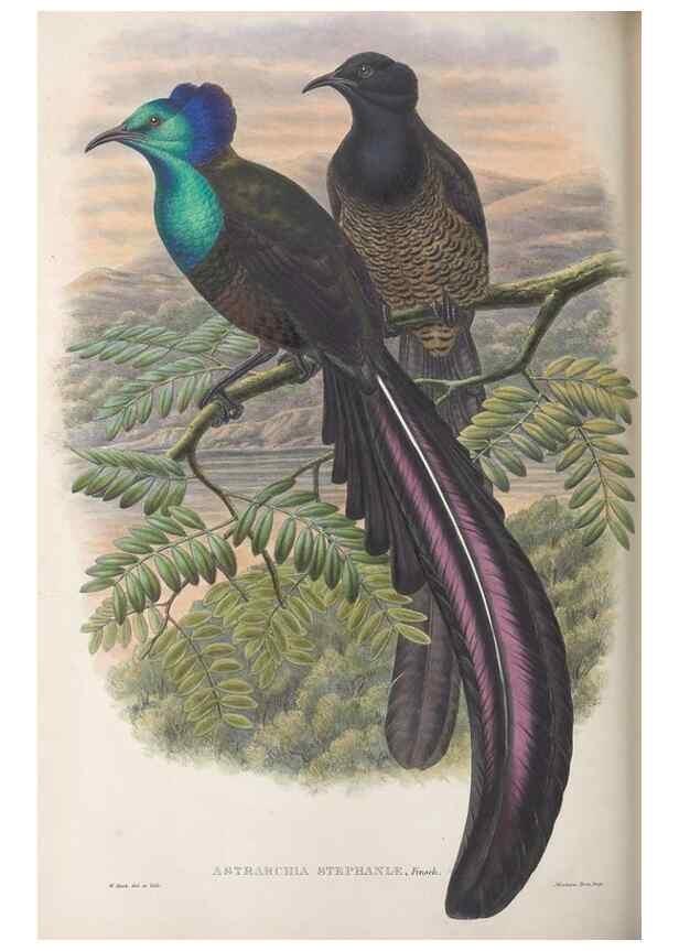 Reproducción/Reproduction 48367349107: Monograph of the Paradiseidae, or birds of paradise and Ptilonorhynchidae, or bower-birds.. London :H. Sotheran & Co.,1891-98.. 