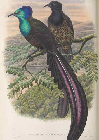 Reproducción/Reproduction 48367349107: Monograph of the Paradiseidae, or birds of paradise and Ptilonorhynchidae, or bower-birds.. London :H. Sotheran & Co.,1891-98.. 