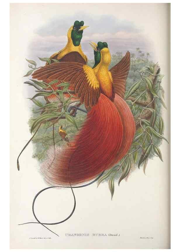Reproducción/Reproduction 48367217281: Monograph of the Paradiseidae, or birds of paradise and Ptilonorhynchidae, or bower-birds.. London :H. Sotheran & Co.,1891-98.. 