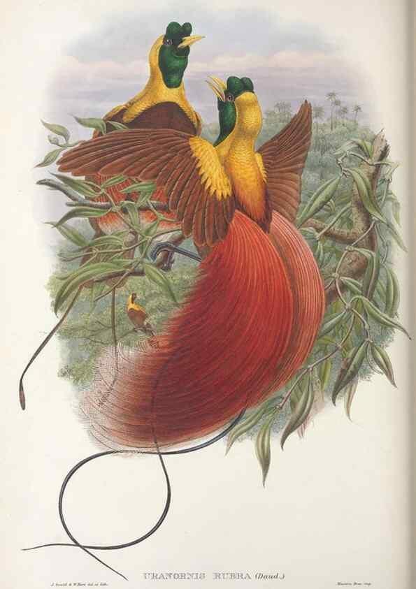 Reproducción/Reproduction 48367217281: Monograph of the Paradiseidae, or birds of paradise and Ptilonorhynchidae, or bower-birds.. London :H. Sotheran & Co.,1891-98.. 