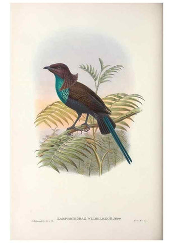 Reproducción/Reproduction 48367354827: Monograph of the Paradiseidae, or birds of paradise and Ptilonorhynchidae, or bower-birds.. London :H. Sotheran & Co.,1891-98.. 