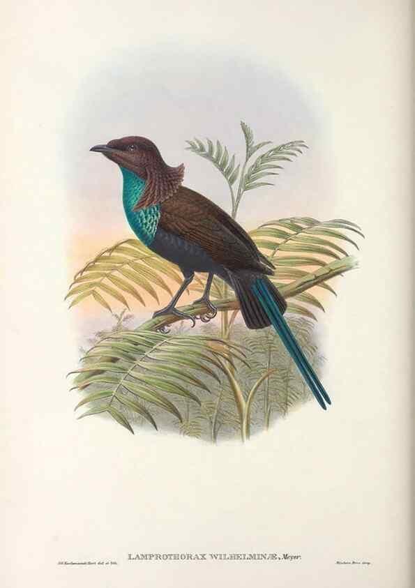 Reproducción/Reproduction 48367354827: Monograph of the Paradiseidae, or birds of paradise and Ptilonorhynchidae, or bower-birds.. London :H. Sotheran & Co.,1891-98.. 